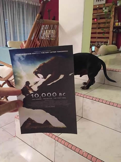 animais de estimacao capas de dvd 01