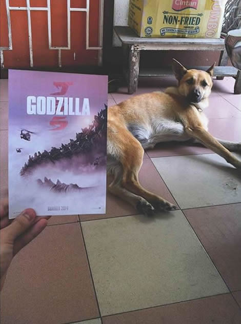 animais de estimacao capas de dvd 02