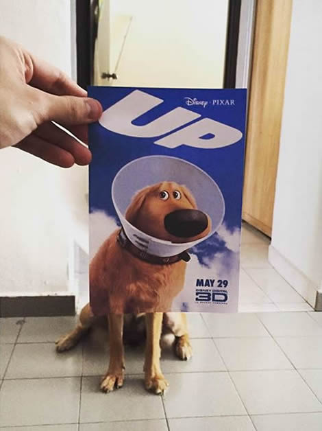 animais de estimacao capas de dvd 04