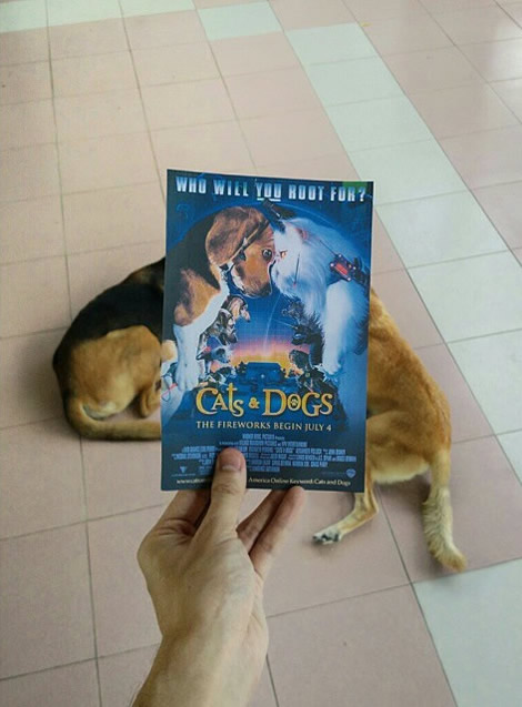 animais de estimacao capas de dvd 05