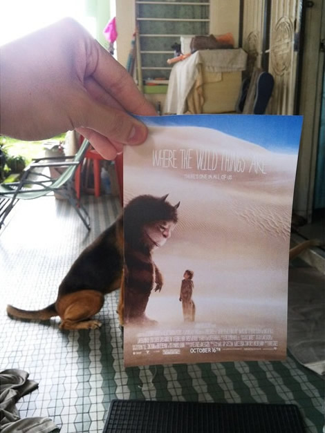 animais de estimacao capas de dvd 06