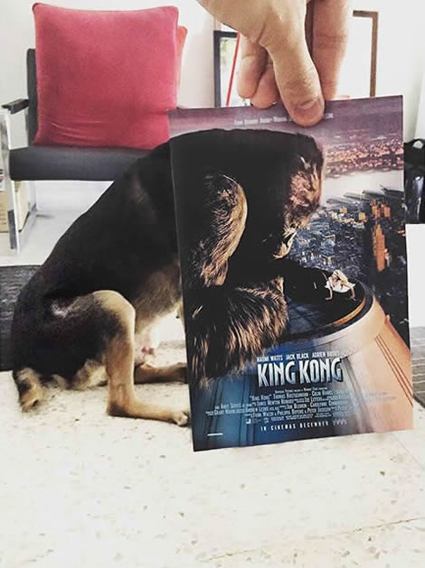 animais de estimacao capas de dvd 07