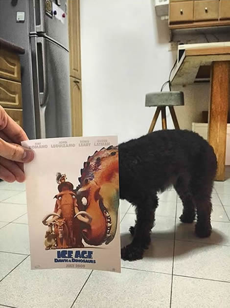 animais de estimacao capas de dvd 08