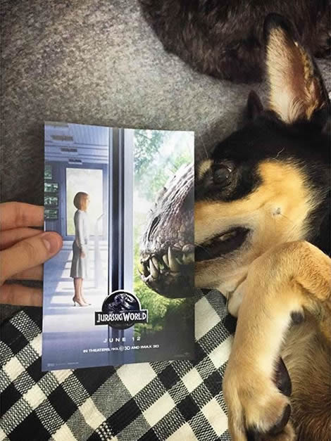 animais de estimacao capas de dvd 10